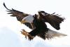 Alaska Eagle - photo by Travis Novitsky